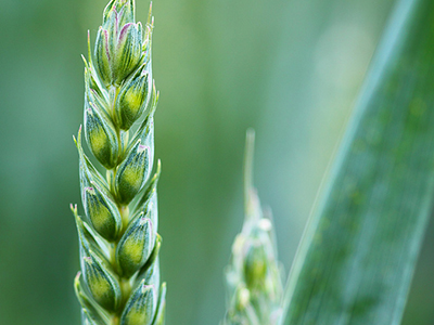 農(nóng)業(yè)部副部長余欣榮在加快現(xiàn)代種業(yè)發(fā)展培訓(xùn)班上強調(diào)抓住農(nóng)業(yè)供給側(cè)結(jié)構(gòu)性改革新機遇開創(chuàng)現(xiàn)代種業(yè)發(fā)展新局面