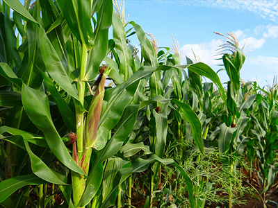 過(guò)去一年種業(yè)有哪些變化